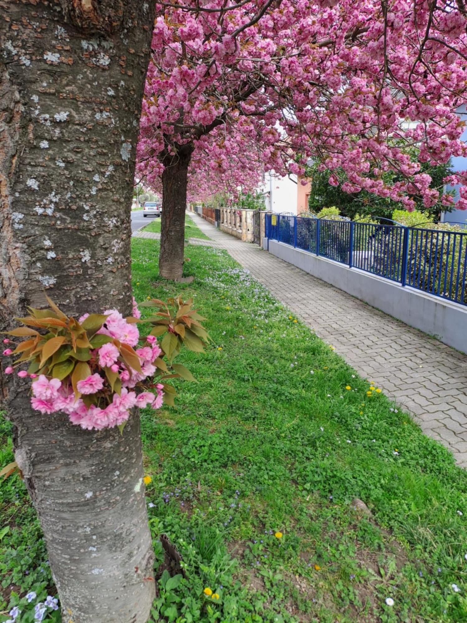 Laguna Apartmanhaz Heviz Exterior photo